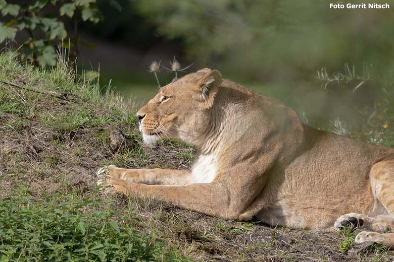 Afrikanische Löwenkatze MALAIKA am 19. August 2019 auf der Löwensavanne im Grünen Zoo Wuppertal (Foto Gerrit Nitsch)