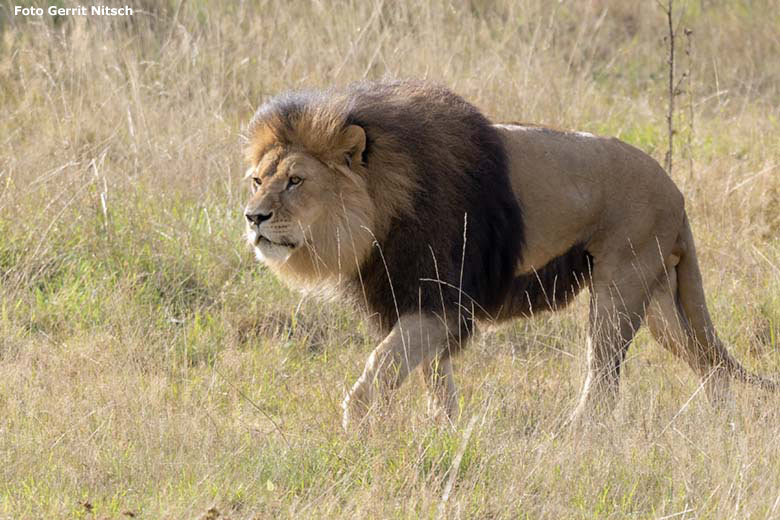 Afrikanischer Löwenkater TAMO am 19. August 2019 auf der Löwensavanne im Grünen Zoo Wuppertal (Foto Gerrit Nitsch)