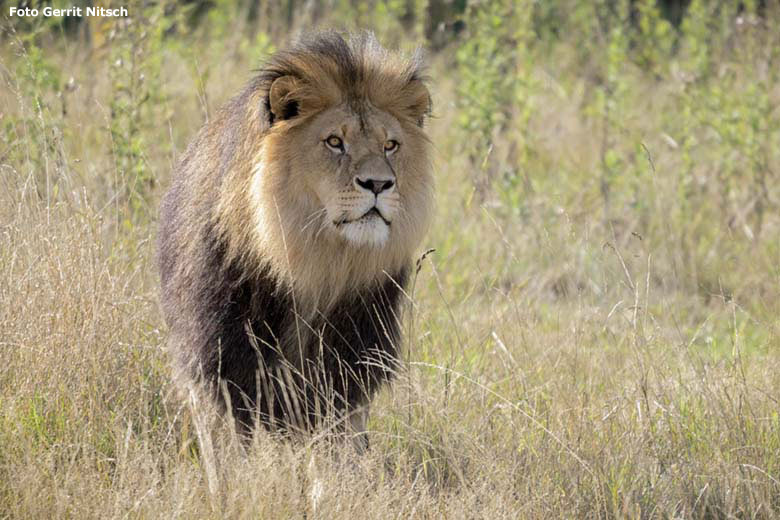 Afrikanischer Löwenkater TAMO am 19. August 2019 auf der Löwensavanne im Grünen Zoo Wuppertal (Foto Gerrit Nitsch)