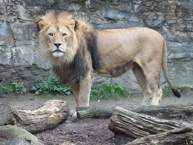 Afrikanischer Löwenkater MASSINO am 21. August 2019 auf der Mini-Außenanlage am Löwenhaus im Grünen Zoo Wuppertal