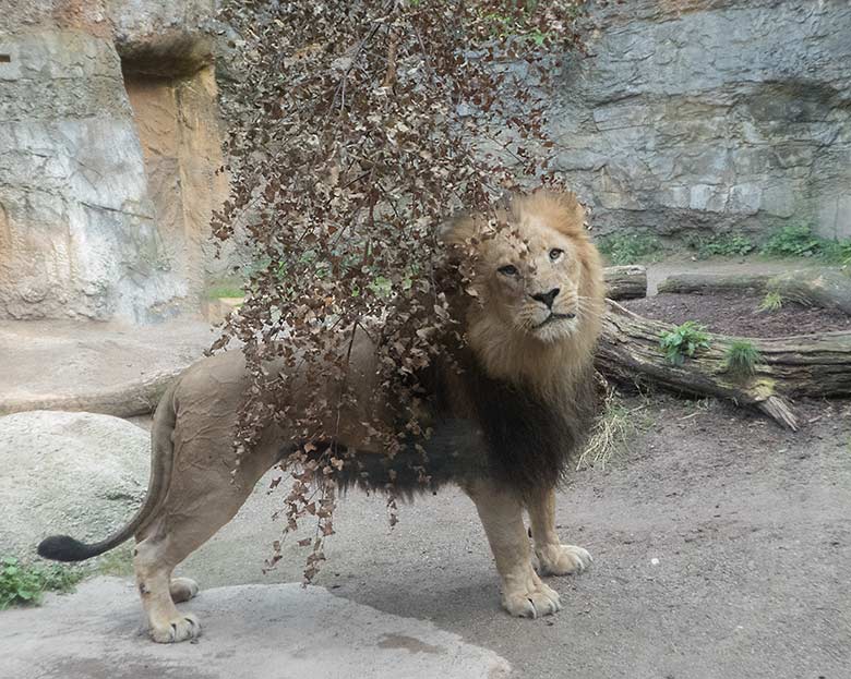 Afrikanischer Löwenkater SHAWANO am 21. August 2019 auf der Mini-Außenanlage am Löwenhaus im Wuppertaler Zoo