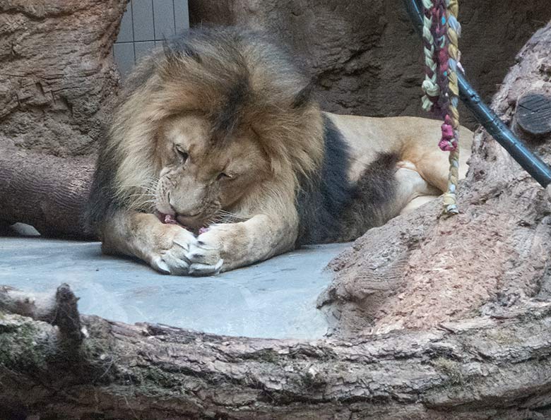 Afrikanischer Löwenkater TAMO am 21. August 2019 im Schaugehege im Löwenhaus im Zoo Wuppertal