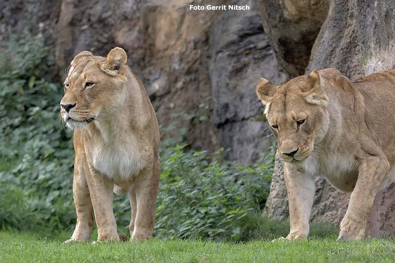 Afrikanische Löwinnen MAISHA und MALAIKA am 24. September 2019 auf der Außenanlage im Grünen Zoo Wuppertal (Foto Gerrit Nitsch)