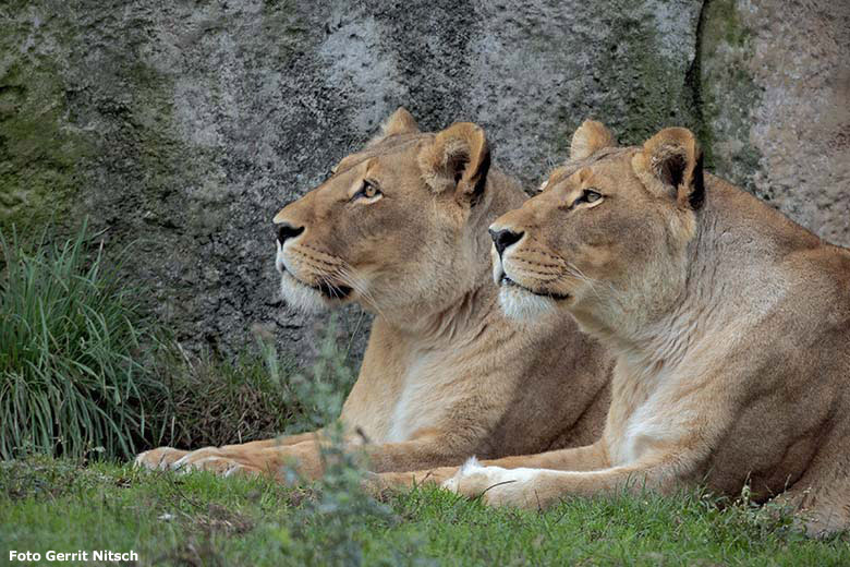 Afrikanische Löwinnen MAISHA und MALAIKA am 24. September 2019 auf der Außenanlage im Wuppertaler Zoo (Foto Gerrit Nitsch)