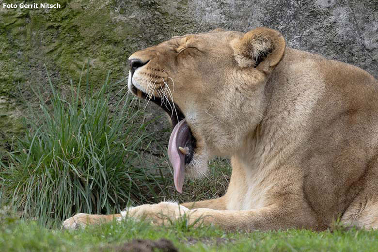 Afrikanische Löwin MAISHA am 24. September 2019 auf der Außenanlage im Zoologischen Garten Wuppertal (Foto Gerrit Nitsch)