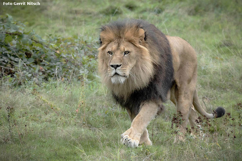 Afrikanischer Löwen-Kater TAMO am 5. Oktober 2019 auf der Löwen-Savanne im Grünen Zoo Wuppertal (Foto Gerrit Nitsch)