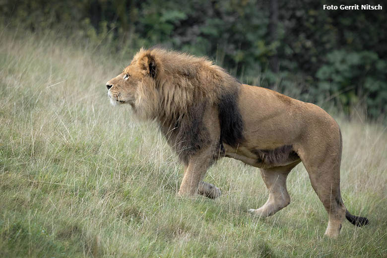 Afrikanischer Löwen-Kater MASSINO am 5. Oktober 2019 auf der Löwen-Savanne im Wuppertaler Zoo(Foto Gerrit Nitsch)