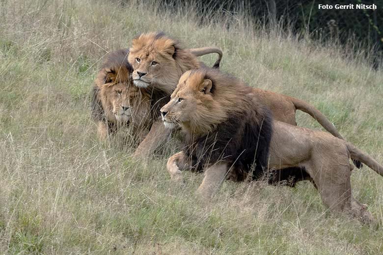 Afrikanische Löwen-Kater TAMO (hinten), MASSINO (Mitte) und SHAWANO (vorn) am 5. Oktober 2019 auf der Löwen-Savanne im Zoo Wuppertal (Foto Gerrit Nitsch)