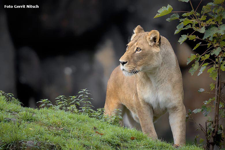 Afrikanische Löwen-Katze MAISHA am 5. Oktober 2019 auf der Löwen-Savanne im Grünen Zoo Wuppertal (Foto Gerrit Nitsch)