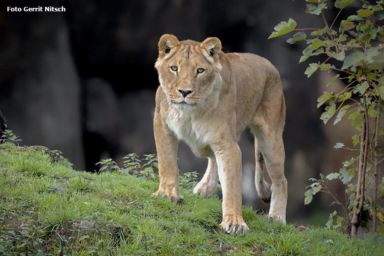 Afrikanische Löwen-Katze MALAIKA am 5. Oktober 2019 auf der Löwen-Savanne im Zoologischen Garten Wuppertal (Foto Gerrit Nitsch)