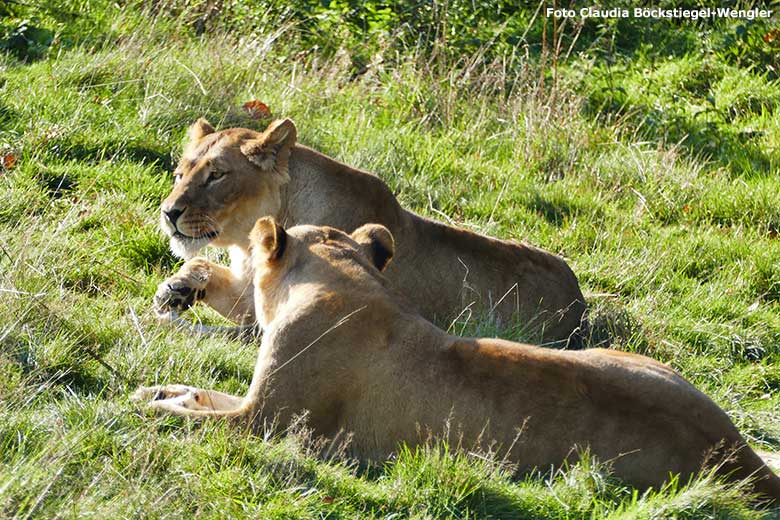 Afrikanische Löwen-Katzen Malaika (hinten) und MAISHA (vorn) am 31. Oktober 2019 auf der Löwen-Savanne im Zoo Wuppertal (Foto Claudia Böckstiegel-Wengler)