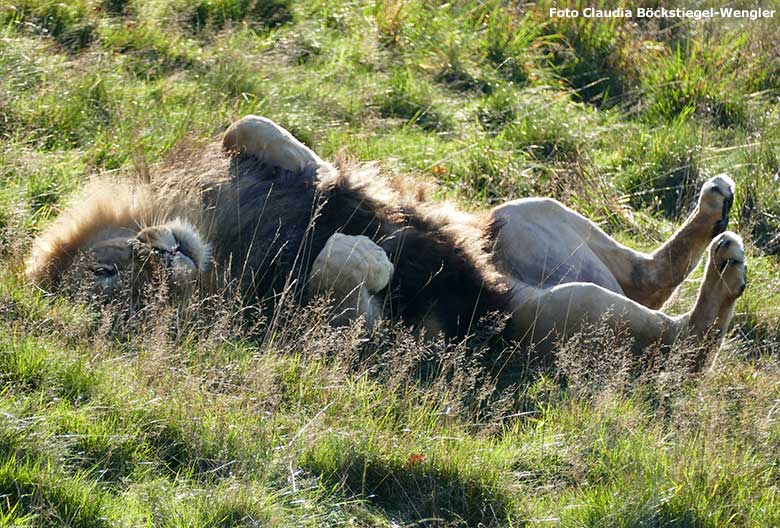 Afrikanischer Löwen-Kater TAMO am 31. Oktober 2019 auf der Löwen-Savanne im Zoologischen Garten Wuppertal (Foto Claudia Böckstiegel-Wengler)