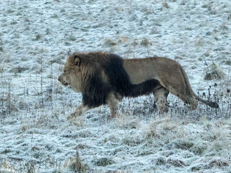 Afrikanischer Löwen-Kater SHAWANO am 1. Januar 2020 auf der mit Raureif überzogenen Löwen-Savanne im Zoologischen Garten Wuppertal