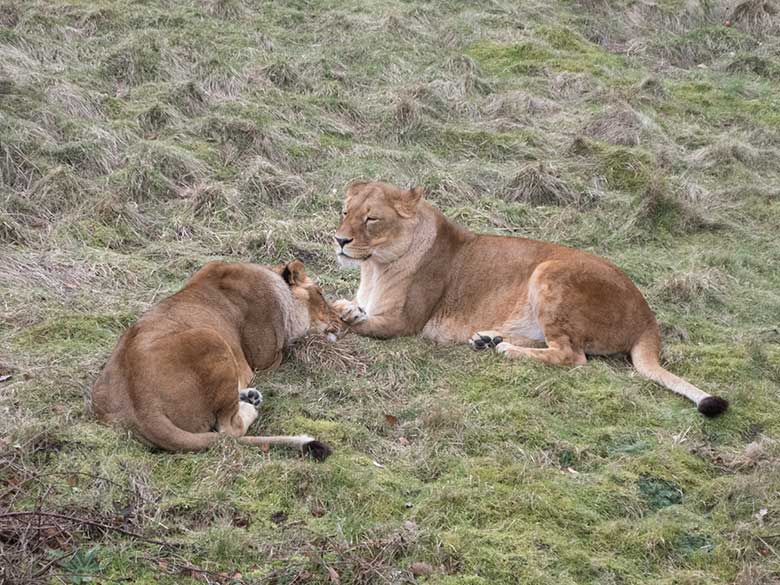 Dösende Afrikanische Löwen-Katzen am 12. Februar 2020 auf der sogenannten Löwen-Savanne im Grünen Zoo Wuppertal