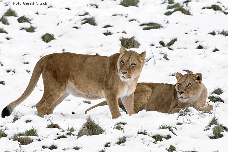 Afrkanische Löwen-Weibchen MAISHA und MALAIKA am 28. Februar 2020 auf der Löwen-Savanne im Grünen Zoo Wuppertal (Foto Gerrit Nitsch)