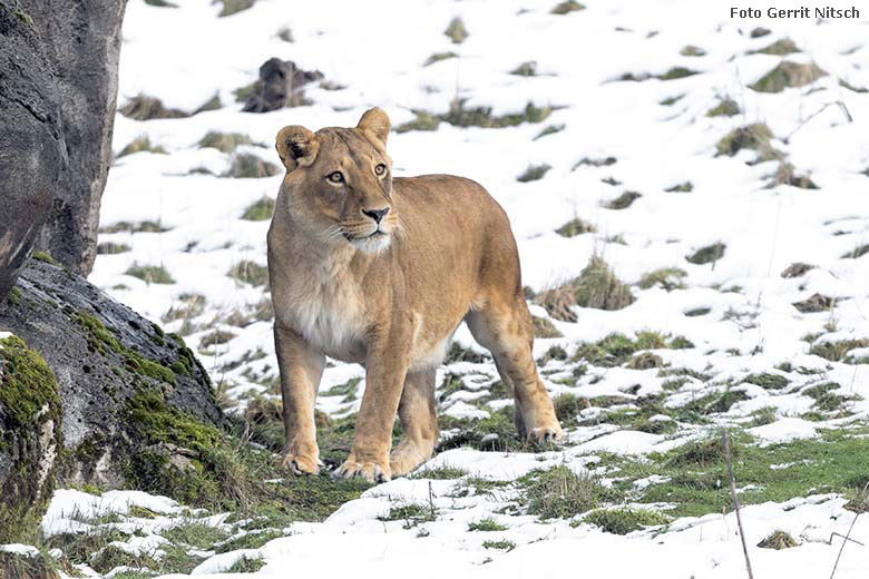 Afrkanisches Löwen-Weibchen MAISHA am 28. Februar 2020 auf der Löwen-Savanne im Wuppertaler Zoo (Foto Gerrit Nitsch)