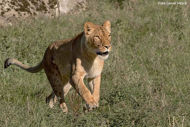 Afrikanische Löwin LUENA am 26. September 2018 auf der Löwen-Savanne im Wuppertaler Zoo Wuppertal (Foto Gerrit Nitsch)