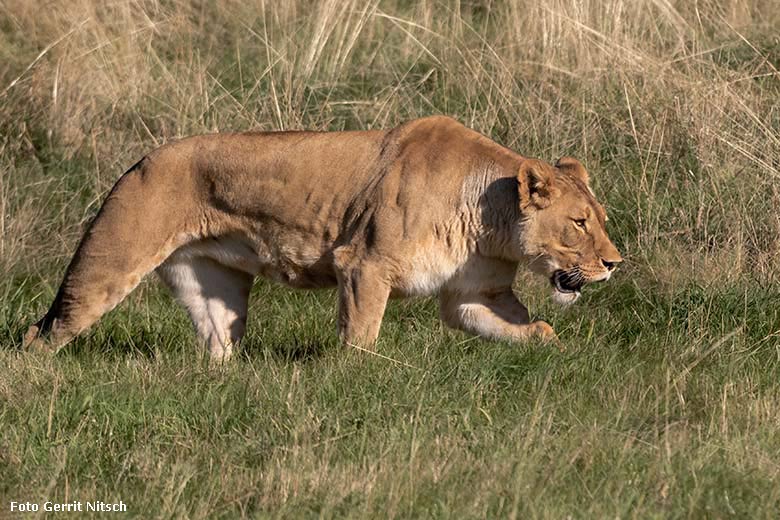 Afrikanische Löwin LUENA am 26. September 2018 auf der Löwen-Savanne im Zoo Wuppertal (Foto Gerrit Nitsch)