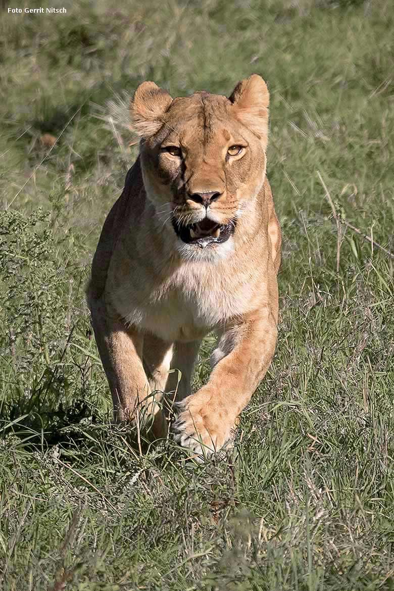 Afrikanische Löwin LUENA am 29. September 2018 auf der Löwen-Savanne im Grünen Zoo Wuppertal (Foto Gerrit Nitsch)