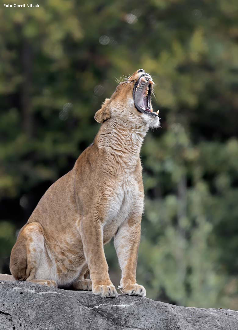 Afrikanische Löwin LUENA am 5. Oktober 2018 auf der Löwen-Savanne im Zoologischen Garten der Stadt Wuppertal (Foto Gerrit Nitsch)