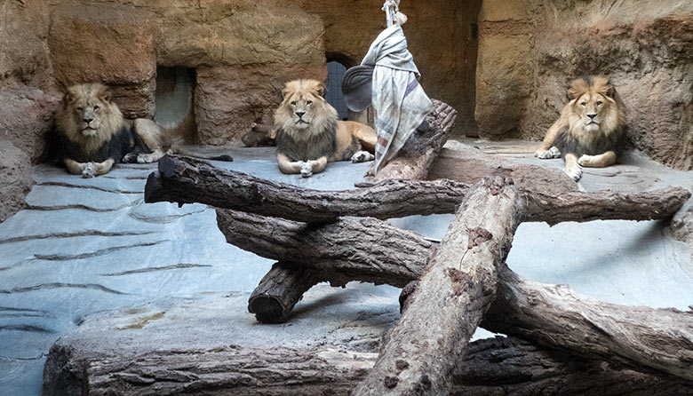 Afrikanische Löwen-Kater SHAWANO, MASSINO und TAMO am 14. Mai 2020 im Löwen-Haus im Grünen Zoo Wuppertal