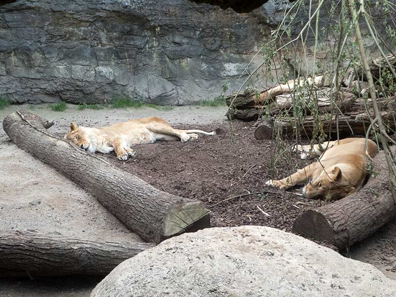 Afrikanische Löwen-Katzen MALAIKA und MAISHA am 19. Mai 2020 auf der Mini-Außenanlage am Löwen-Haus im Grünen Zoo Wuppertal