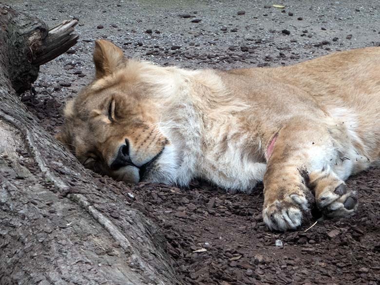 Afrikanische Löwen-Katze MALAIKA am 19. Mai 2020 auf der Mini-Außenanlage am Löwen-Haus im Zoologischen Garten Wuppertal