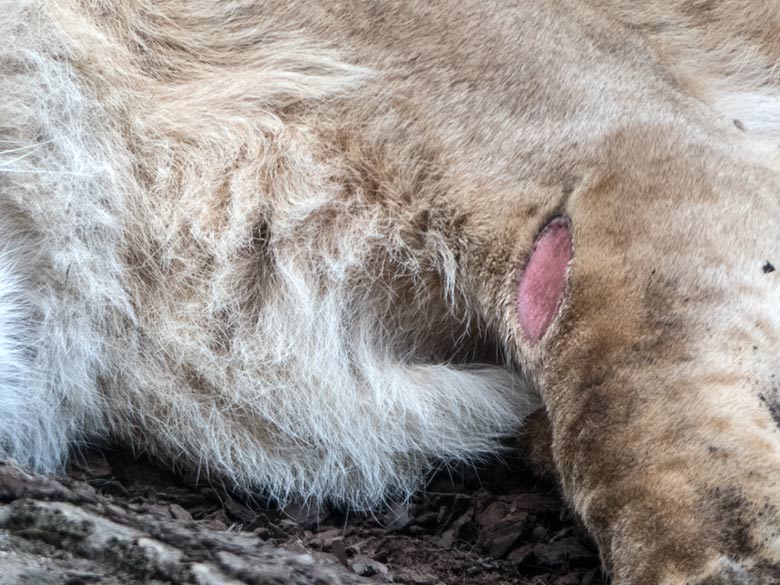 Wunde am linken Bein bei der Afrikanischen Löwen-Katze MALAIKA am 19. Mai 2020 auf der Mini-Außenanlage am Löwen-Haus im Wuppertaler Zoo