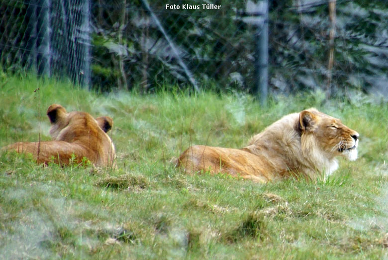 Afrikanische Löwen-Katzen MAISHA und MALAIKA am 20. Mai 2020 auf der Löwen-Savanne im Grünen Zoo Wuppertal (Foto Klaus Tüller)
