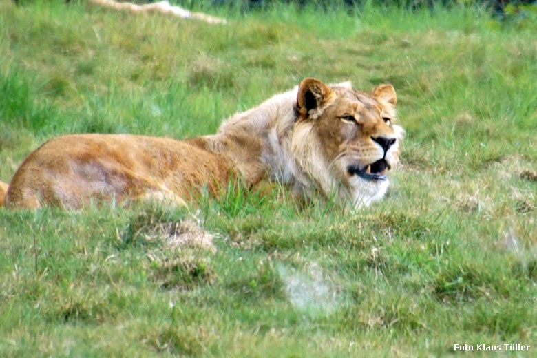 Afrikanische Löwen-Katze MALAIKA am 20. Mai 2020 auf der Löwen-Savanne im Wuppertaler Zoo (Foto Klaus Tüller)