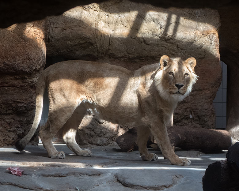 Afrikanische Löwin MALAIKA am 21. Mai 2020 im Innen-Schaugehege im Löwen-Haus im Wuppertaler Zoo