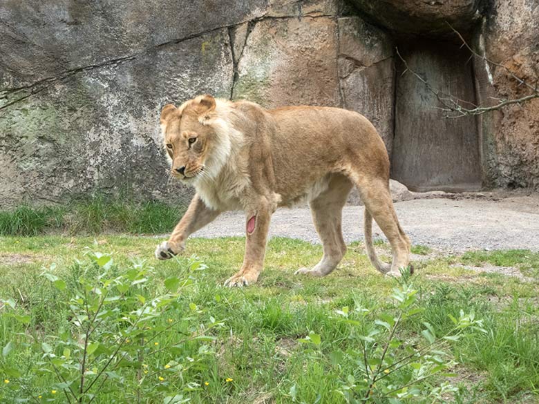 Verletzte Afrikanische Löwen-Katze MALAIKA am 22. Mai 2020 auf der Löwen-Savanne im Zoo Wuppertal