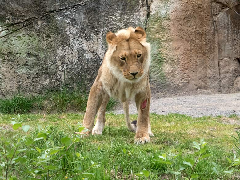 Verletzte Afrikanische Löwen-Katze MALAIKA am 22. Mai 2020 auf der Löwen-Savanne im Grünen Zoo Wuppertal