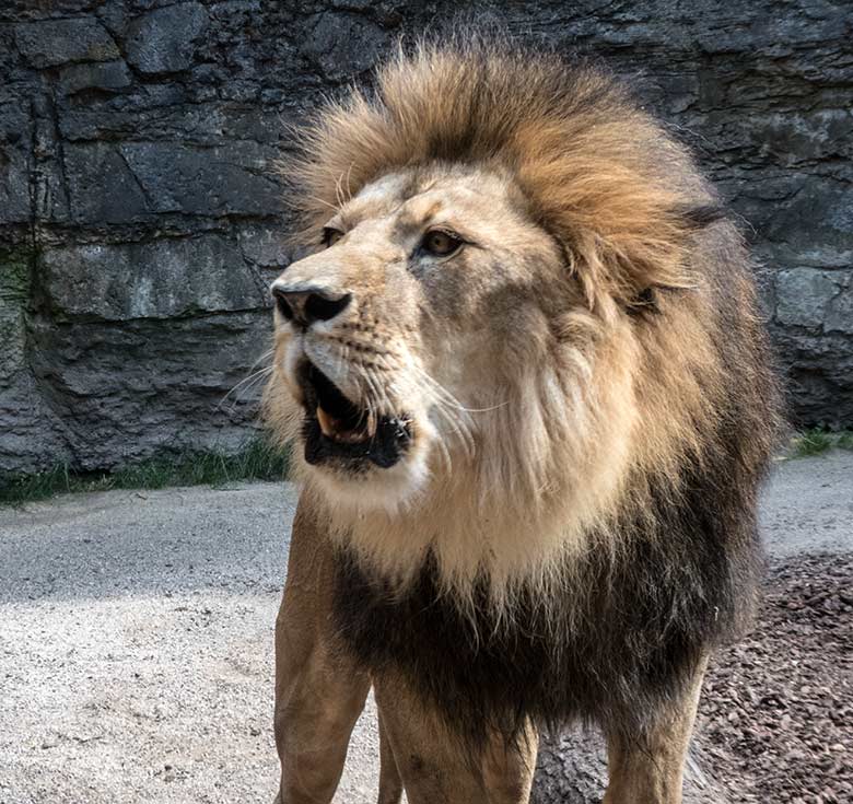Brüllender Afrikanischer Löwe am 3. Juni 2020 auf der kleinen Außenanlage im Löwen-Haus im Wuppertaler Zoo