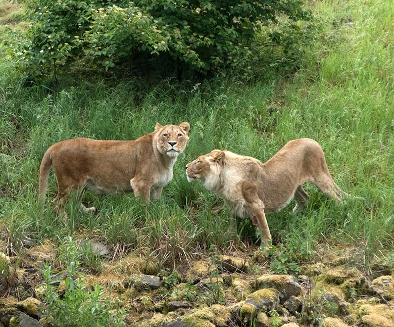 Afrikanische Löwinnen MAISHA und MALAIKA am 5. Juni 2020 auf der Außenanlage am Löwen-Haus im Zoologischen Garten Wuppertal