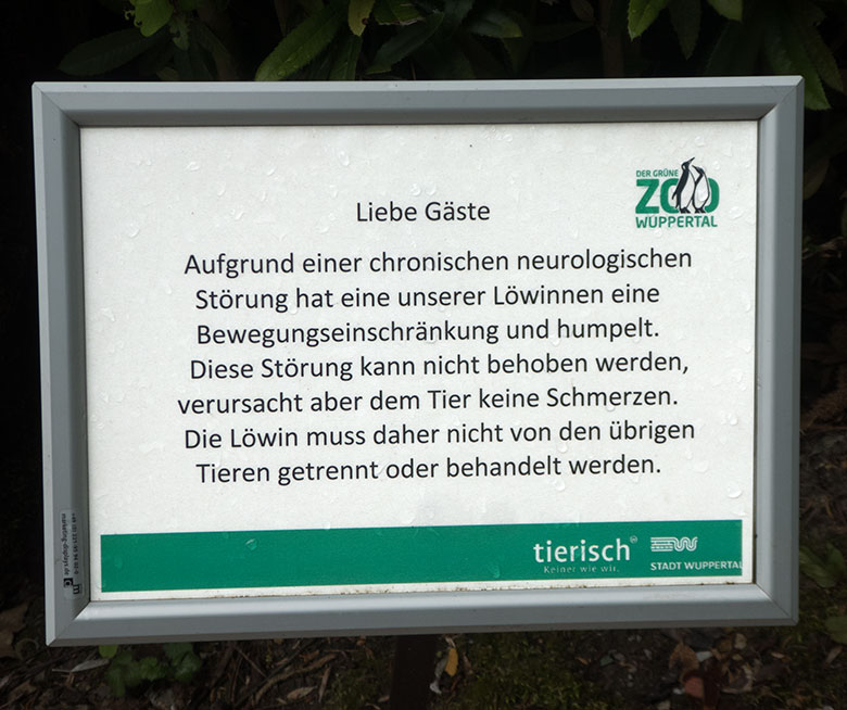 Aushang mit Informationen zu einer neurologischen Störung einer Löwin am 5. Juni 2020 am Besucherweg entlang der Außenanlage der Afrikanischen Löwen im Grünen Zoo Wuppertal