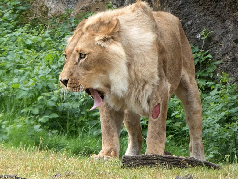 Afrikanische Löwen-Katze MALAIKA am 5. Juni 2020 vor dem Löwen-Haus im Grünen Zoo Wuppertal