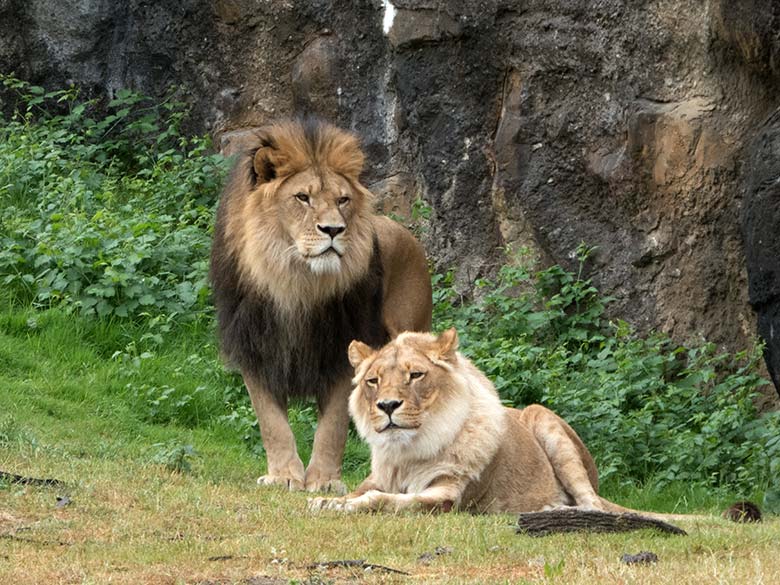 Afrikanische Löwen am 5. Juni 2020 auf der Außenanlage am Löwen-Haus im Grünen Zoo Wuppertal
