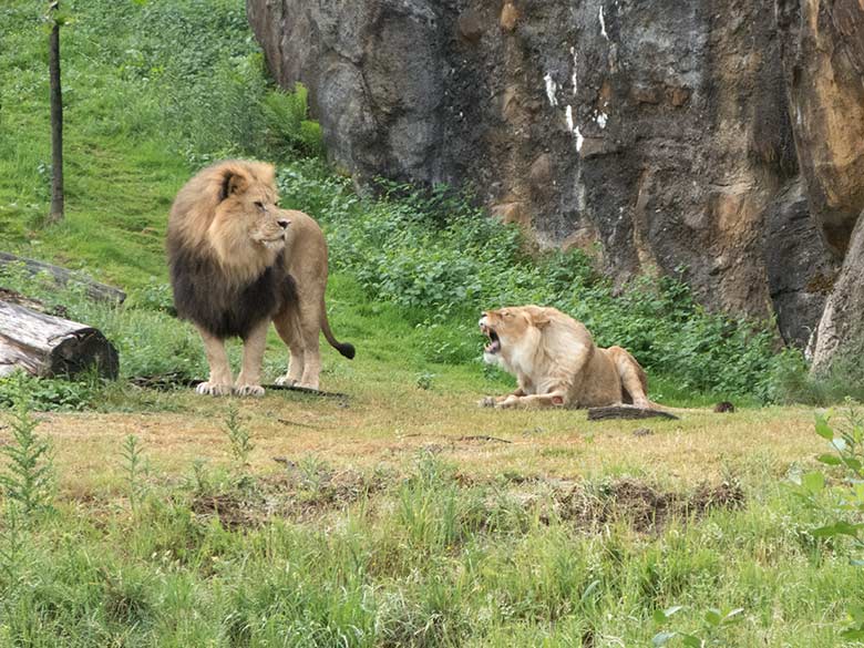 Afrikanische Löwin MALAIKA am 5. Juni 2020 auf der Außenanlage am Löwen-Haus im Wuppertaler Zoo