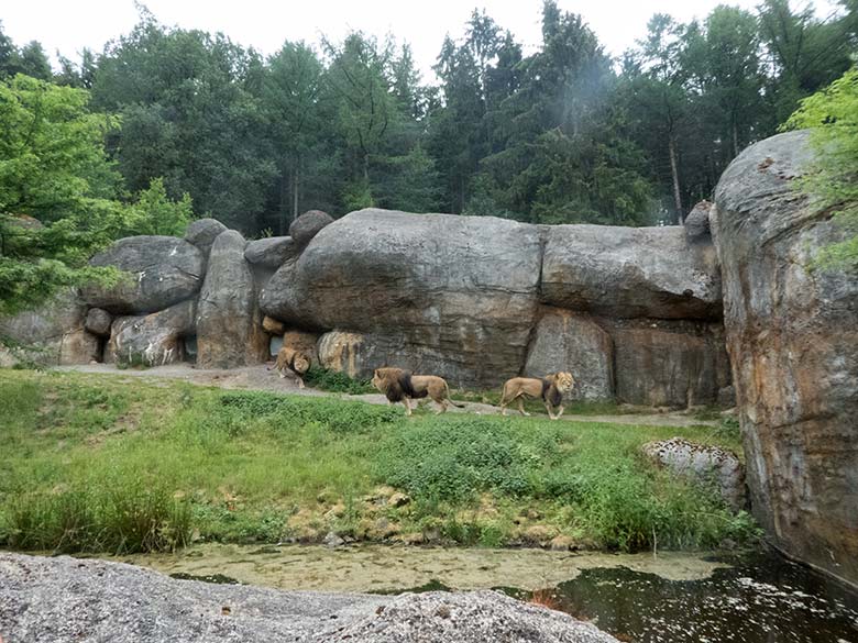 Die drei Afrikanischen Löwen-Kater TAMO, SHAWANO und MASSINO am 14. Juni 2020 auf der Außenanlage am Löwen-Haus im Grünen Zoo Wuppertal