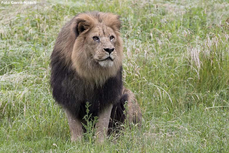 Afrikanischer Löwen-Kater SHAWANO am 22. Juni 2020 auf der Außenanlage im Zoologischen Garten der Stadt Wuppertal (Foto Gerrit Nitsch)