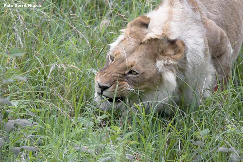 Afrikanische Löwen-Katze MALAIKA am 22. Juni 2020 auf der Außenanlage im Grünen Zoo Wuppertal (Foto Gerrit Nitsch)