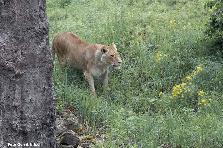 Afrikanische Löwen-Katze MAISHA am 22. Juni 2020 auf der Außenanlage im Zoo Wuppertal (Foto Gerrit Nitsch)