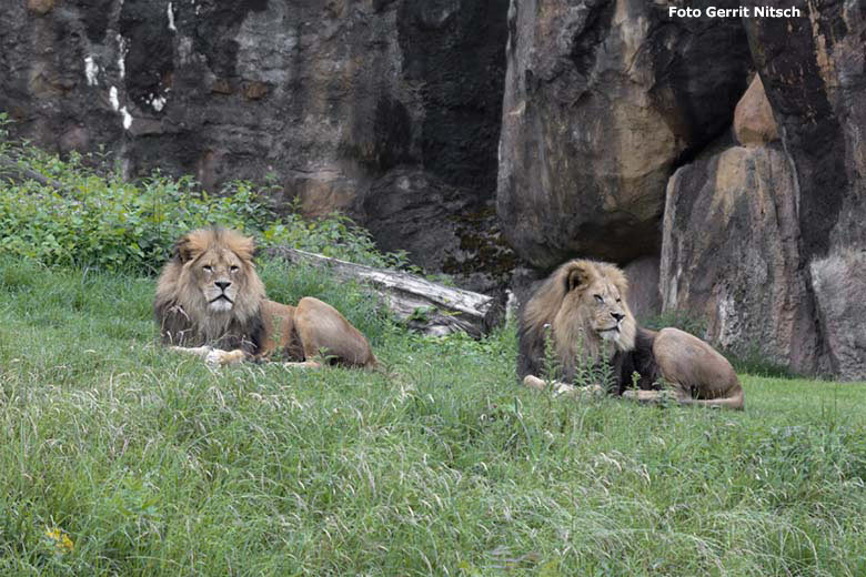 Afrikanische Löwen-Kater MASSINO und SHAWANO am 22. Juni 2020 auf der Außenanlage im Wuppertaler Zoo (Foto Gerrit Nitsch)