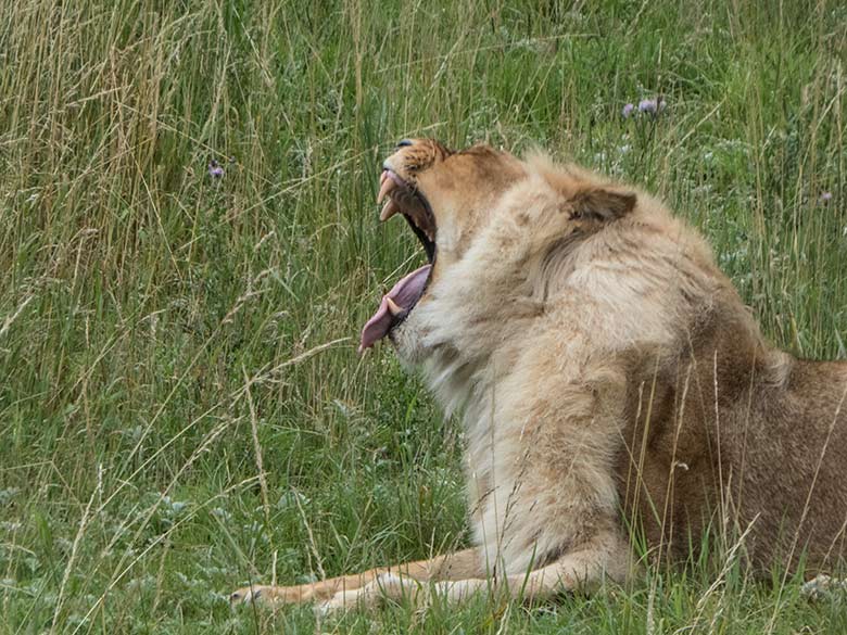 Afrikanische Löwen-Katze MALAIKA am 5. Juli 2020 auf der Löwen-Savanne im Wuppertaler Zoo