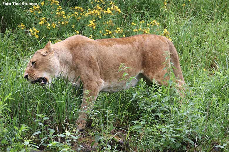 Afrikanische Löwen-Katze MAISHA am 5. Juli 2020 auf der Löwen-Savanne im Zoologischen Garten der Stadt Wuppertal (Foto Tina Stumpe)