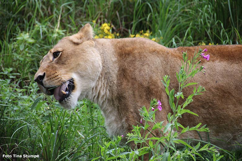 Afrikanische Löwen-Katze MAISHA am 5. Juli 2020 auf der Löwen-Savanne im Grünen Zoo Wuppertal (Foto Tina Stumpe)