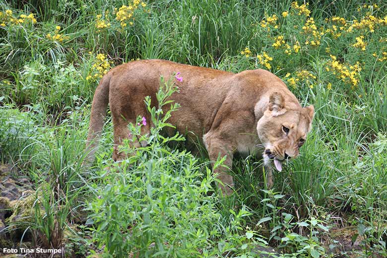 Afrikanische Löwen-Katze MAISHA am 5. Juli 2020 auf der Löwen-Savanne im Zoologischen Garten Wuppertal (Foto Tina Stumpe)