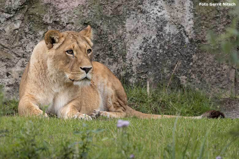 Afrikanische Löwen-Katze MAISHA am 7. Juli 2020 auf der Außenanlage vor dem Löwen-Haus im Wuppertaler Zoo (Foto Gerrit Nitsch)