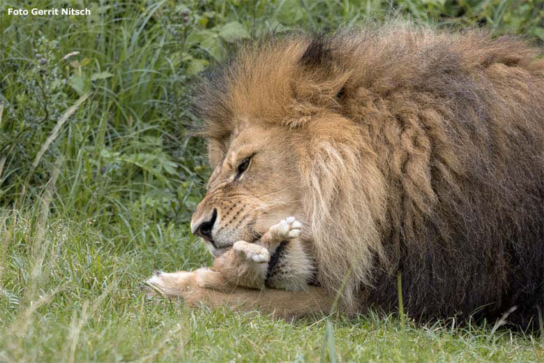 Afrikanischer Löwen-Kater TAMO am 7. Juli 2020 auf der Löwen-Savanne im Grünen Zoo Wuppertal (Foto Gerrit Nitsch)